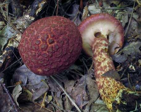 Image of Clinton’s boletus