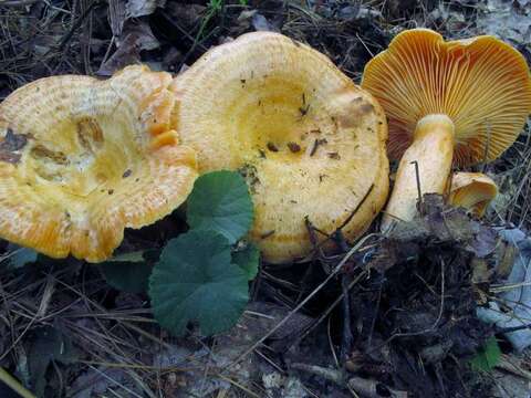 Image of Milk Cap Mushrooms