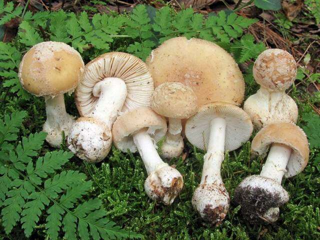 Image of Amanita crenulata Peck 1900