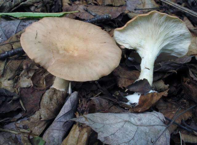 Слика од Clitocybe