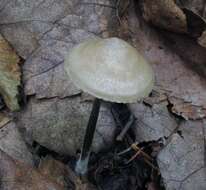 Image of Entoloma conicum (Sacc.) Hesler 1967