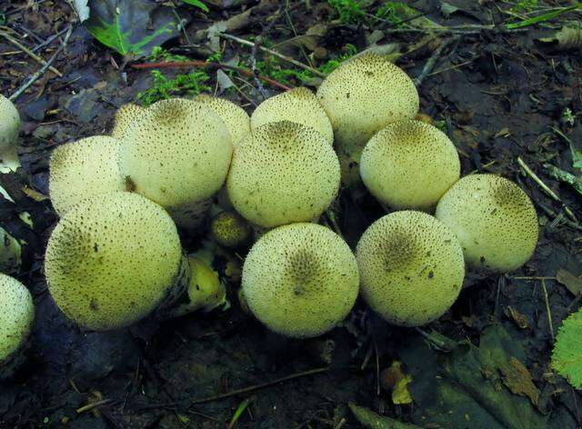 Imagem de Lycoperdon