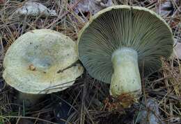 Image of Lactarius chelidonium Peck 1872