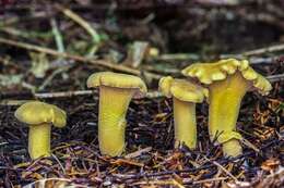 Image of Cantharellus formosus Corner 1966