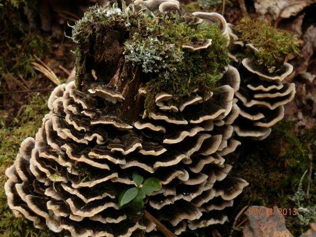 Image of Trametes