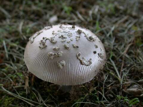 Image de <i>Amanita labiliannulus</i> Tulloss & Kudzma