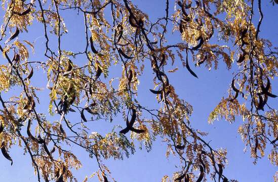 Plancia ëd Gleditsia triacanthos L.