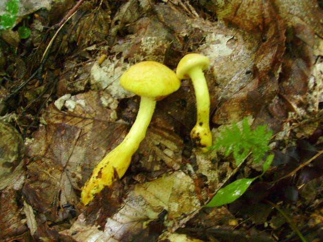 Image of Gymnopilus