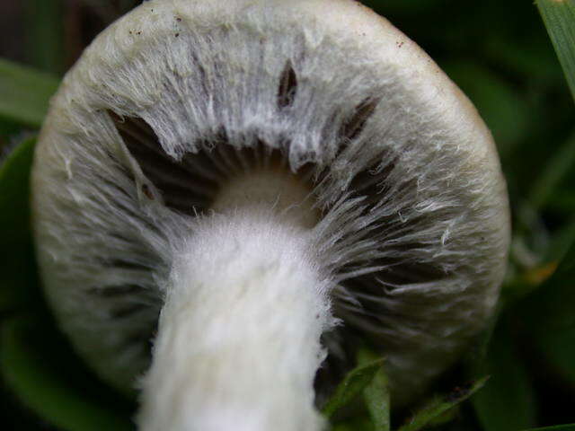 Image de Leratiomyces