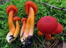 Image of waxcaps (fungi)