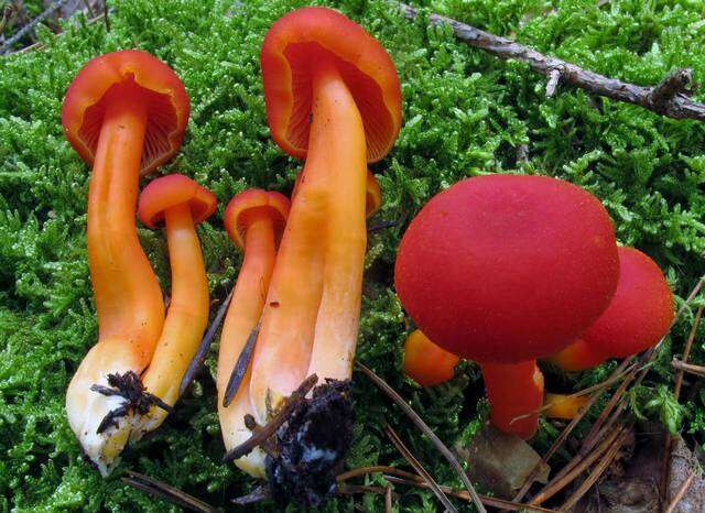 Image of waxcaps (fungi)