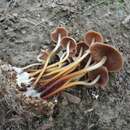 Image of Marasmius cohaerens (Pers.) Cooke & Quél. 1878