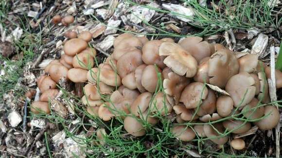 Image of Psilocybe ovoideocystidiata Guzmán & Gaines 2007