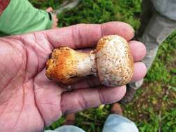 Sivun Agaricus amicosus Kerrigan 1989 kuva