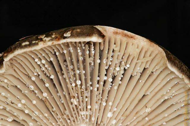 Imagem de Russula dissimulans Shaffer 1962