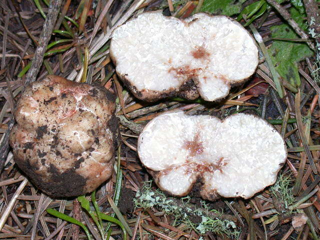 Image of truffle family