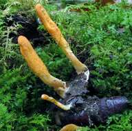 Image of Cordyceps