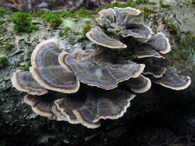 Image of Trametes