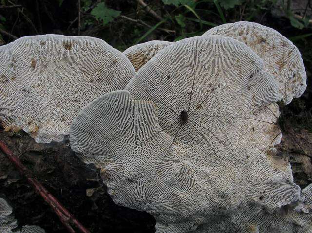 Image of Daedaleopsis