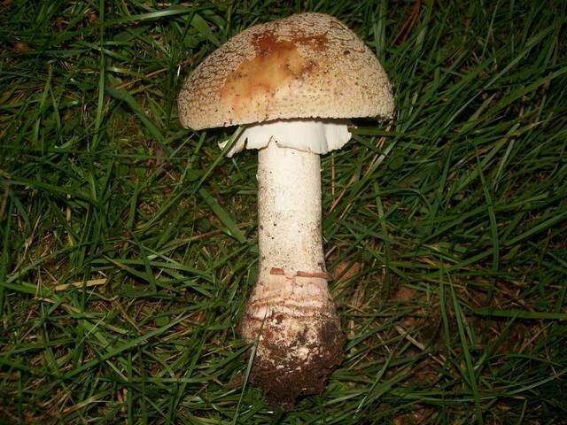 Image of Amanita