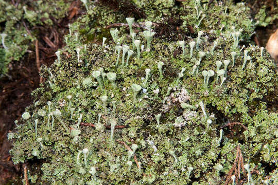 Image of Gray's cup lichen