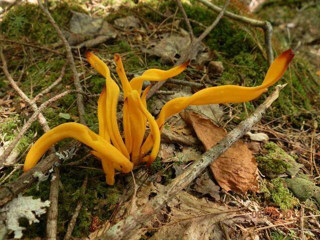 Image of Clavulinopsis