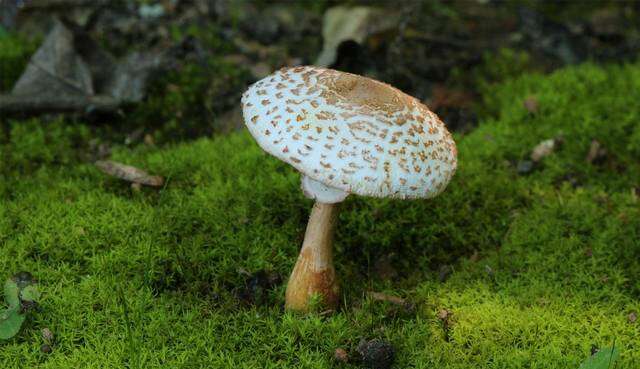 Image of Leucoagaricus