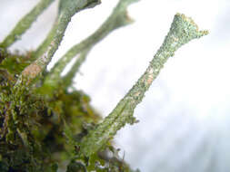 Image of Gray's cup lichen