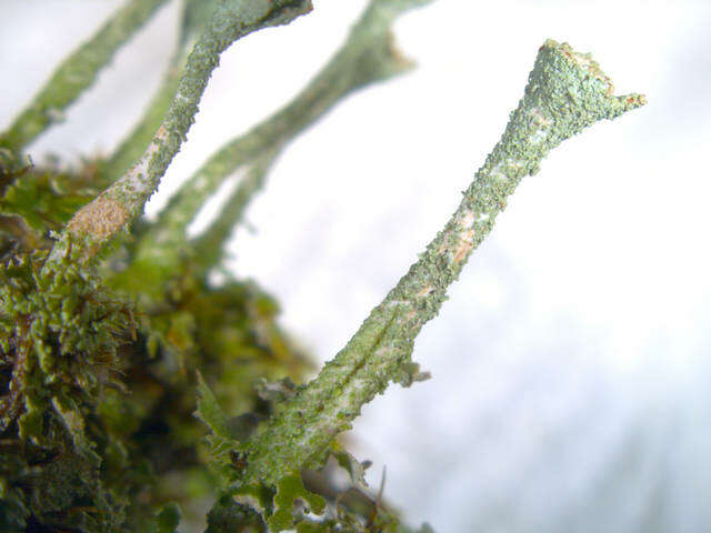 Image of Gray's cup lichen