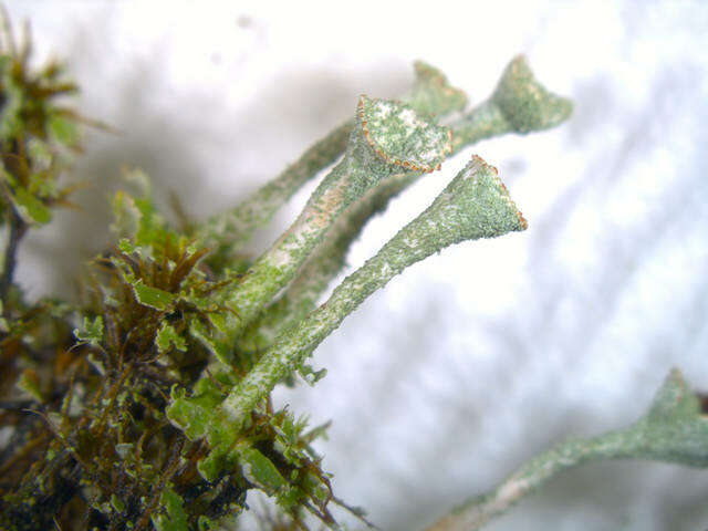 Image of Gray's cup lichen