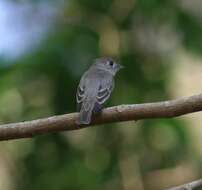 Image of Asian Brown Flycatcher