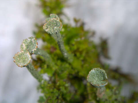 Image of Gray's cup lichen