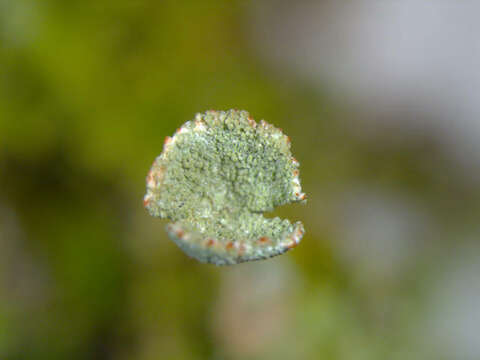 Image of Gray's cup lichen