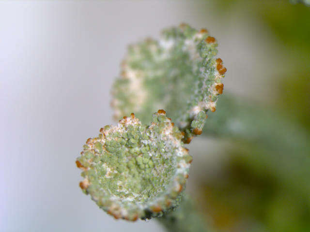 Image of Gray's cup lichen