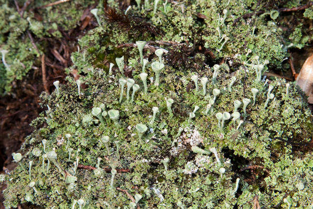 Image of Gray's cup lichen