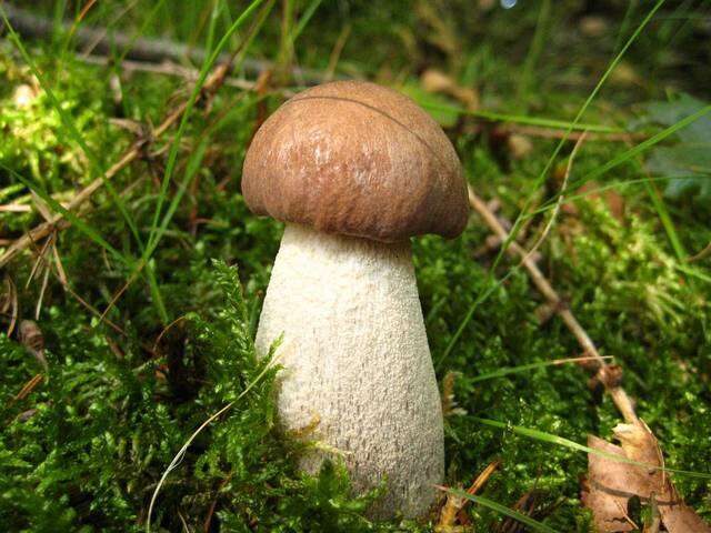 Image of Leccinum