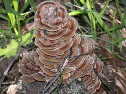 Image of Trametes