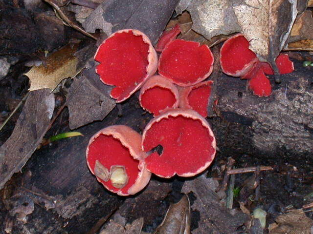 Image of Sarcoscyphaceae