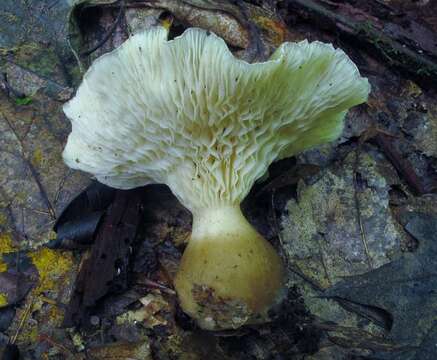 صورة Ampulloclitocybe