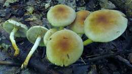 Imagem de Hypholoma