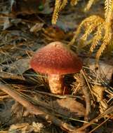 Image of Clinton’s boletus