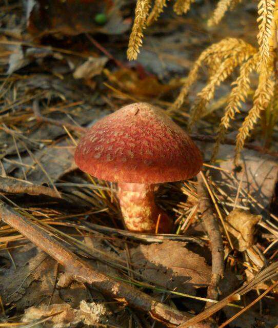 Image of Clinton’s boletus