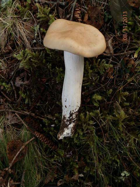 Image of Entoloma