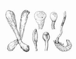 Image of mushrooms, lichens, molds, yeasts and relatives