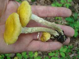 Image of Honey Fungus