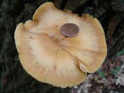 Image of Honey Fungus