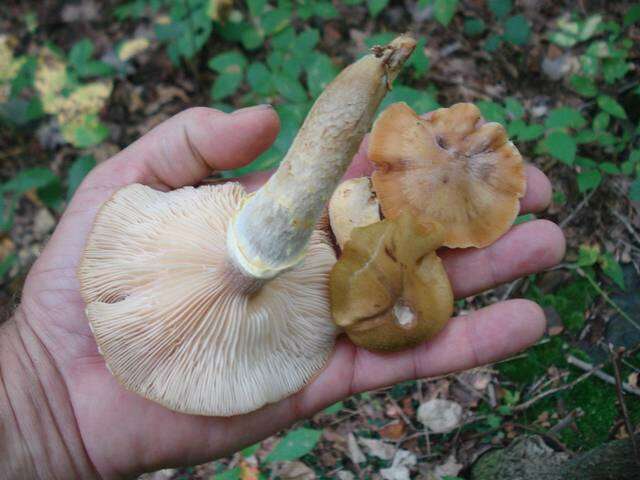 Image of Honey Fungus