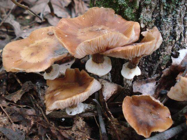 Image of Honey Fungus