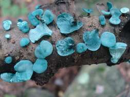 Image of Chlorociboriaceae