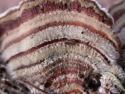 Image of Trametes